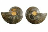 Cut/Polished Ammonite Fossil - Unusual Black Color #165491-1